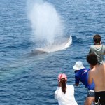 Balenottera comune - Foto E. Carpinelli p.g.c. Tethys